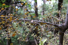 Coprosma arborea