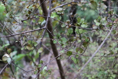 Coprosma arborea