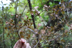 Coprosma arborea