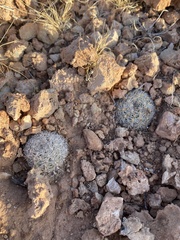 Pediocactus bradyi