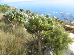 Leucospermum conocarpodendron conocarpodendron