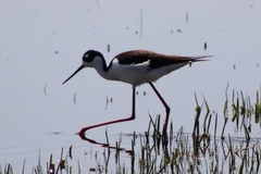 Himantopus mexicanus mexicanus