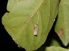 Lecithocera platomona