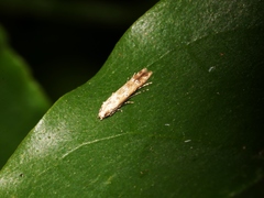 Parametriotinae