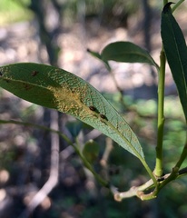 Melampsora epitea