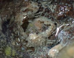 Petrocheles spinosus