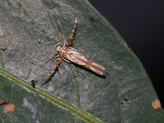 Stathmopoda stimulata