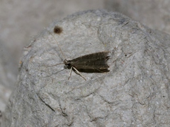 Torodora gemella