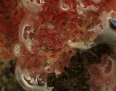 Eurystomella foraminigera