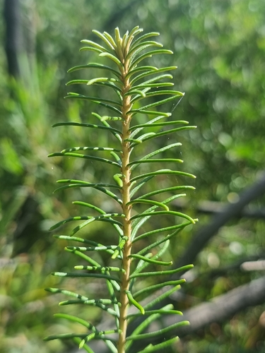 Astrotricha linearis (Astrotricha linearis)