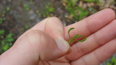 Cavariella aegopodii