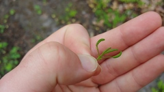 Cavariella aegopodii