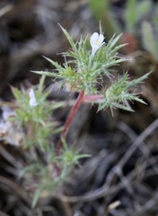 Navarretia tagetina