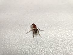 Metopininae