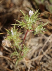 Navarretia tagetina