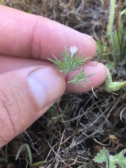 Navarretia tagetina