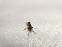 Metopininae