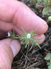 Navarretia tagetina