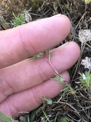 Navarretia tagetina