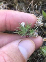 Navarretia tagetina