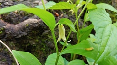 Uvularia floridana