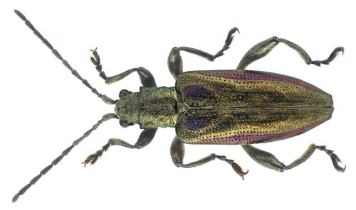 Depressed Aquatic Leaf Beetle, photo 5 of 10