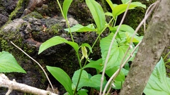 Uvularia floridana