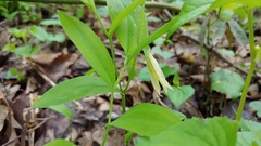Uvularia floridana