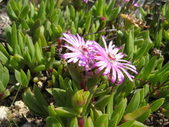 Ruschia rubricaulis