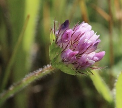 Trifolium barbigerum