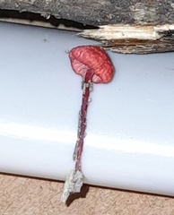 Cruentomycena viscidocruenta
