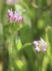 Trifolium barbigerum