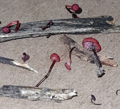 Cruentomycena viscidocruenta