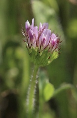 Trifolium barbigerum