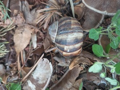 Helix lucorum
