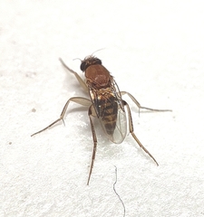 Metopininae