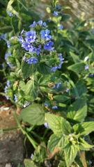 Pentaglottis sempervirens