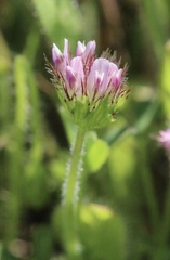 Trifolium barbigerum