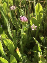 Trifolium barbigerum