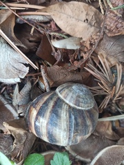 Helix lucorum