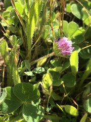 Trifolium barbigerum