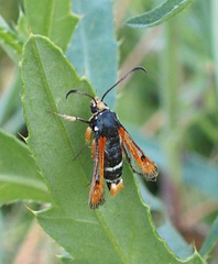 Pyropteron chrysidiforme