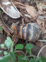 Helix lucorum