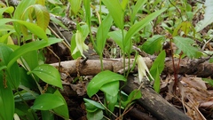 Uvularia floridana