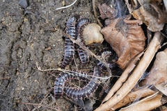 Epanerchodus koreanus
