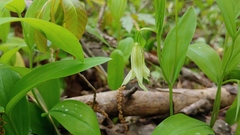 Uvularia floridana