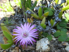 Ruschia rubricaulis