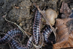 Epanerchodus koreanus