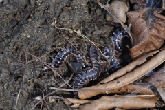 Epanerchodus koreanus