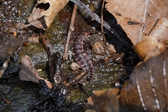 Epanerchodus koreanus
